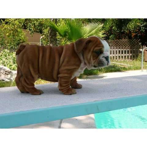 Englische Bulldogge Welpen